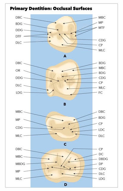 Occlusal surfaces of the primary teeth A: Maxillary first molar; B: Maxillary second molar; C: Mandibular first molar; D: Man