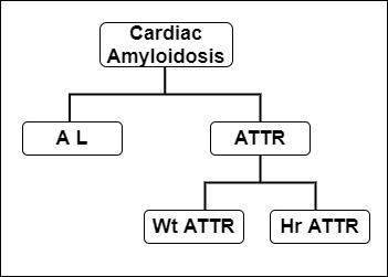 AL: Light chain amyloid; ATTR: Transthyretin amyloid; Wt: wild type; Hr: Hereditary type (genetic)