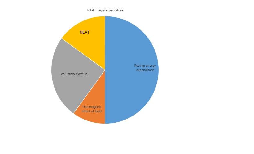 <p>Total Energy Expenditure Components