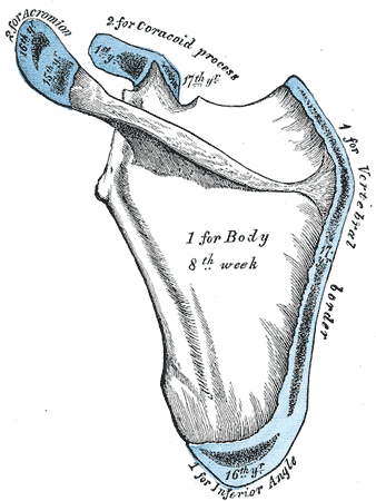 <p>Scapula Anatomy