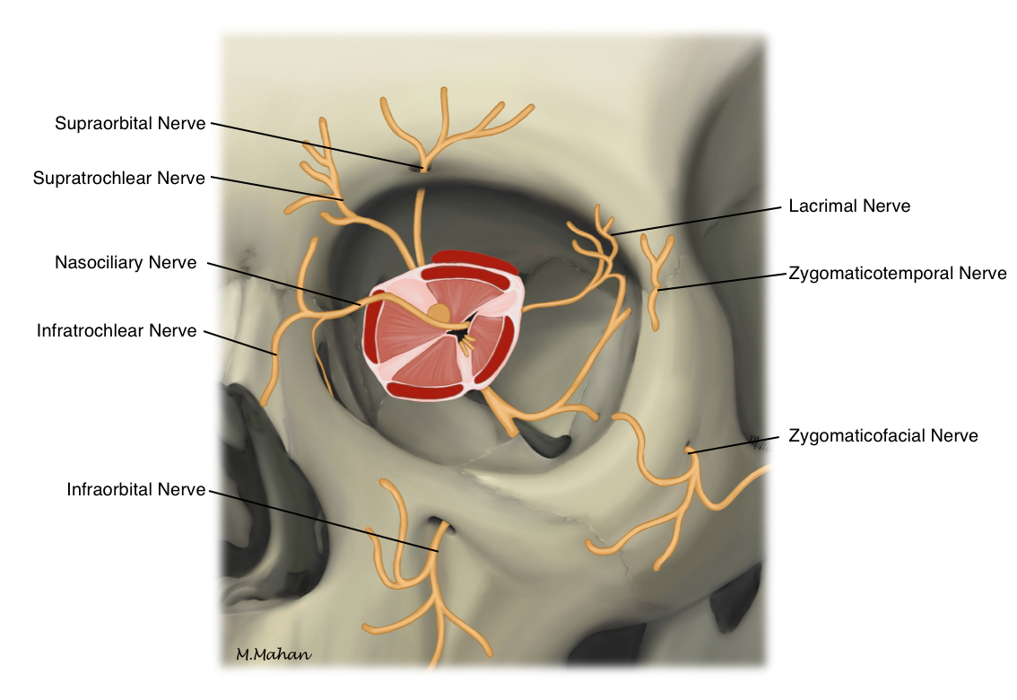 Orbital and periocular sensory innervation.