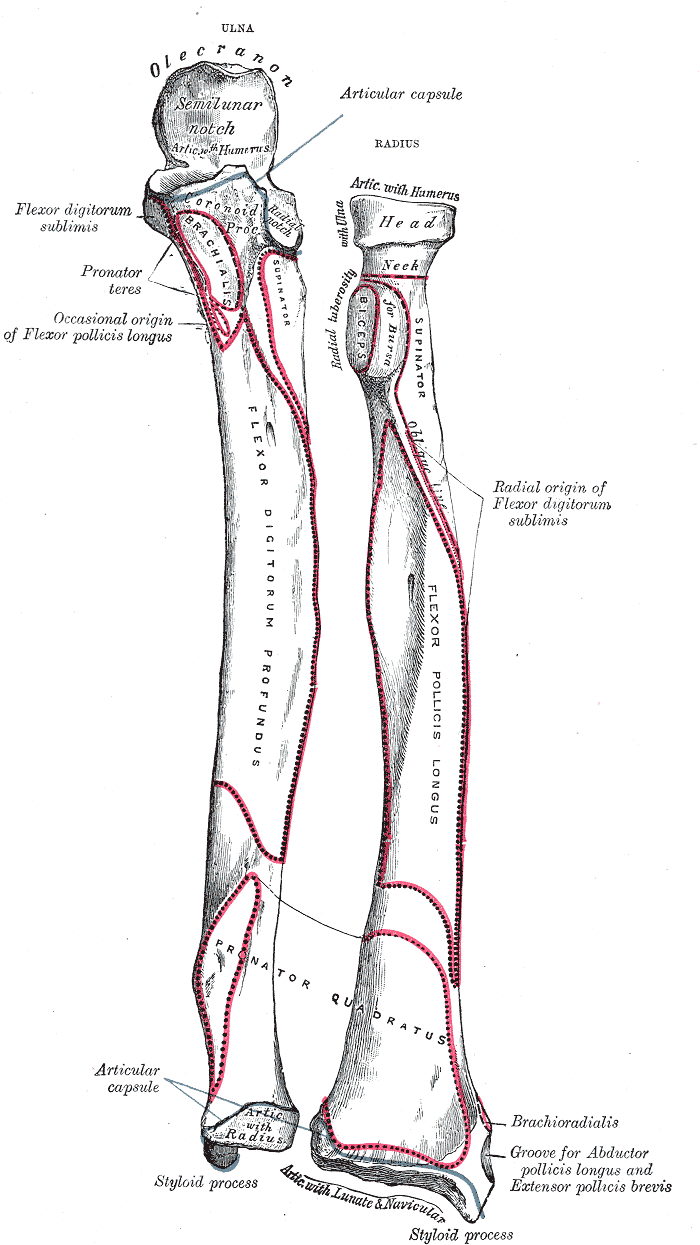 <p>Forearm Bone Markings