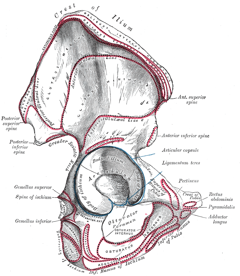 <p>Hip Anatomy