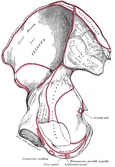 <p>Hip Bone Anatomy