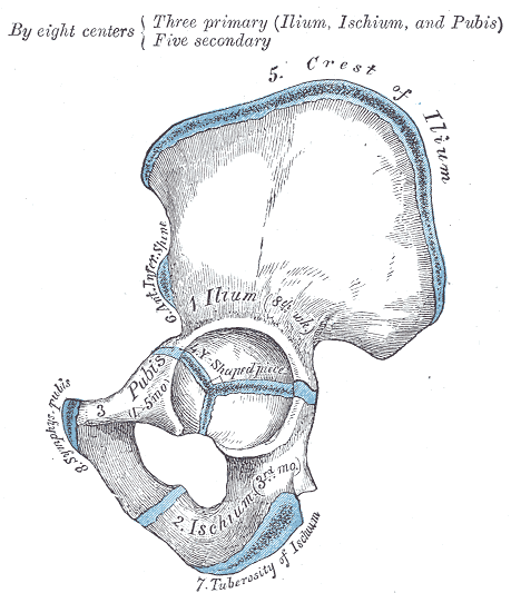 <p>Hip Bone Development