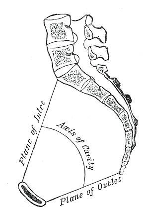Pelvis, Axes of the Pelvis, Plane of Inlet, Axis of Cavity, Plane of Outlet, Vertical Section