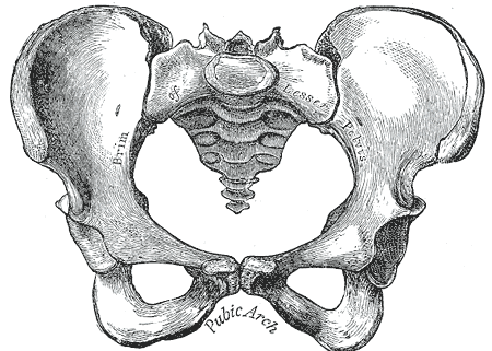 <p>Female Pelvis Anatomy. Anatomy includes pubic arch, and brim of lesser pelvis.</p>