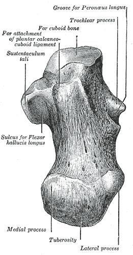 <p>Inferior Surface of Cuboid Bone Anatomy