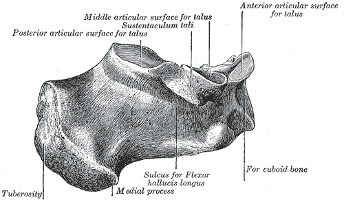 <p>Calcaneus, Medial Surface, Talus, Sustentaculum Tali, Flexor Hallucis Longus, Cuboid</p>