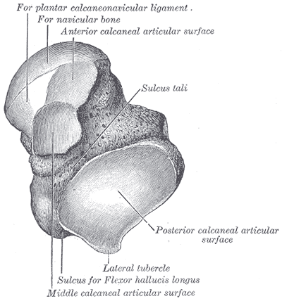 <p>Anterior View of Talus Bone Anatomy