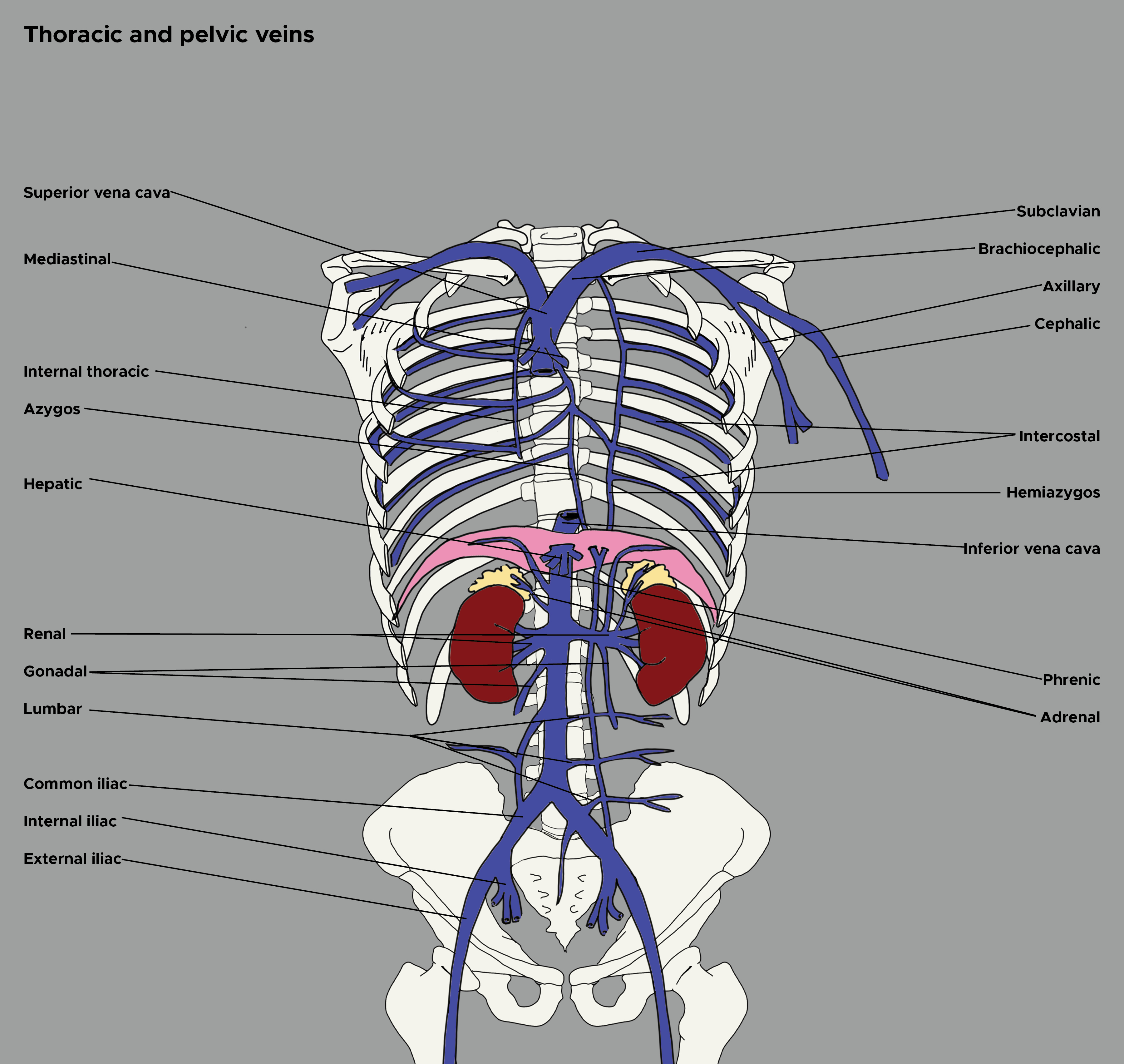 <p>Thoracic and Pelvic Veins