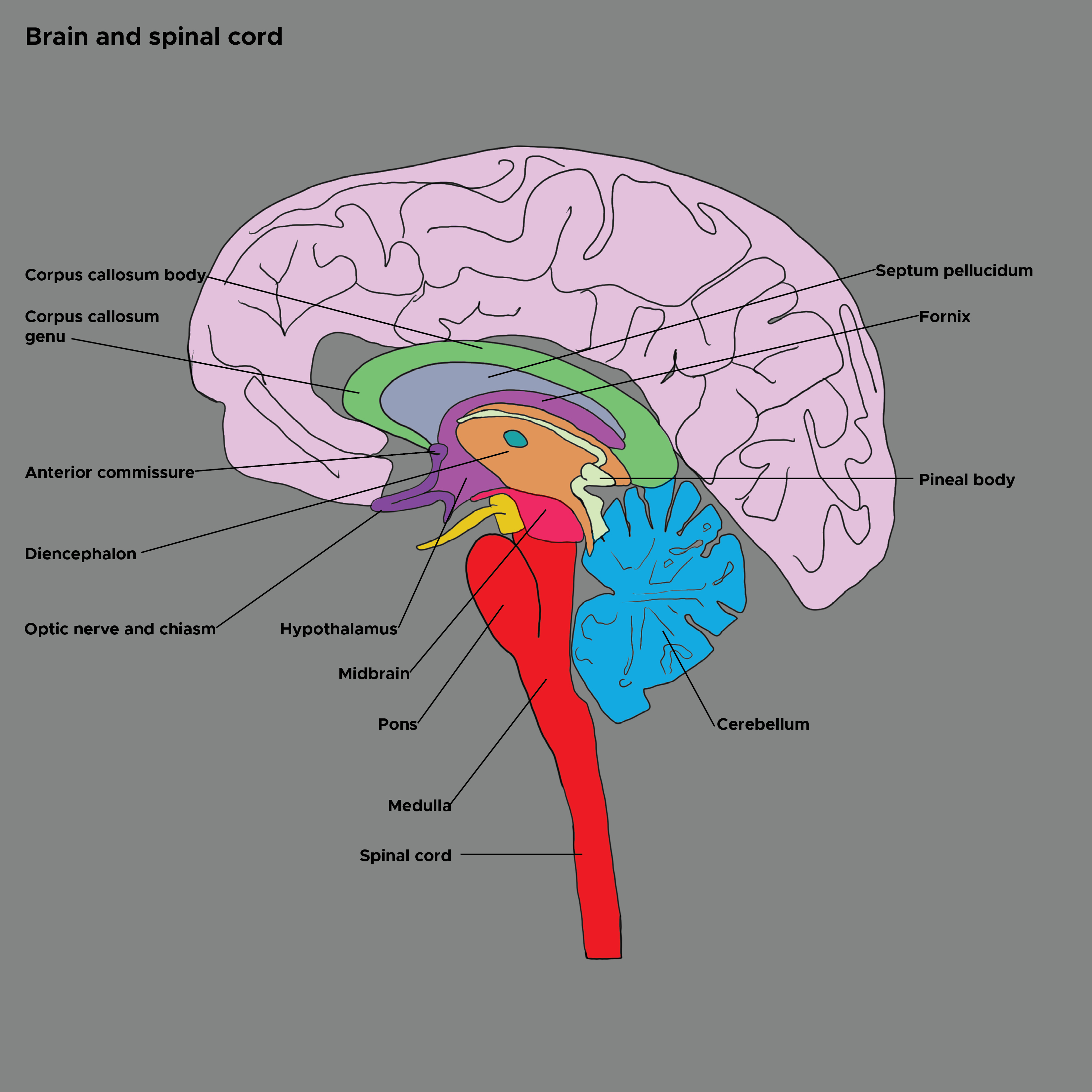 Illustration of the brain and spinal cord. Cerebellum, diencephalon, optic nerve, hypothalamus, midbrain, pons, medulla.