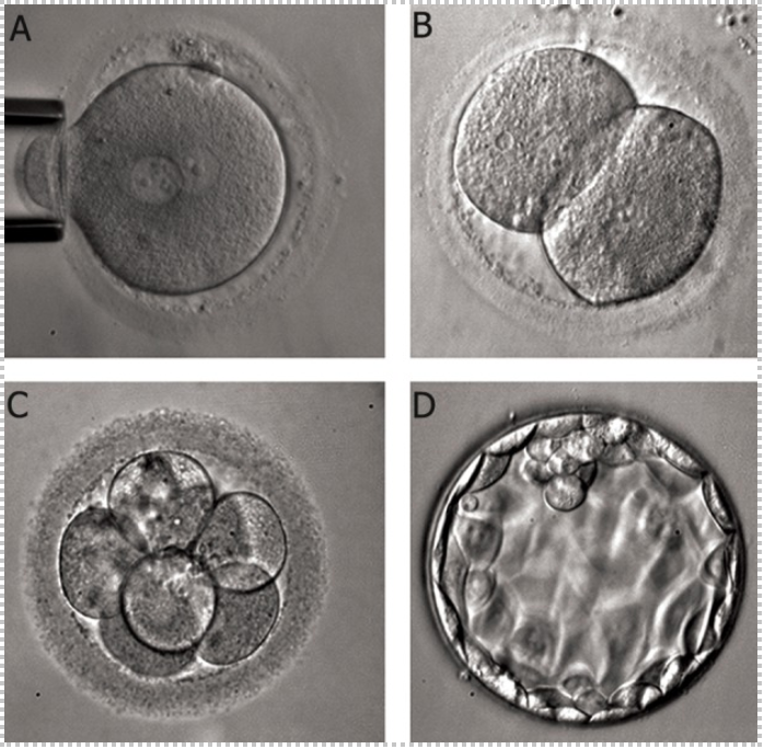 Stages of embryo development