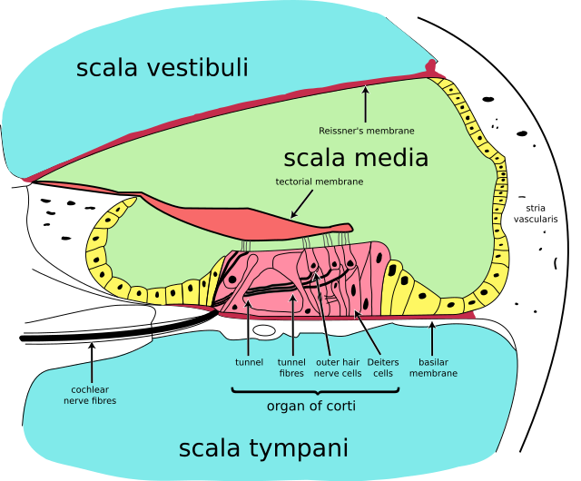 <p>Cochlea, Cross Section.</p>