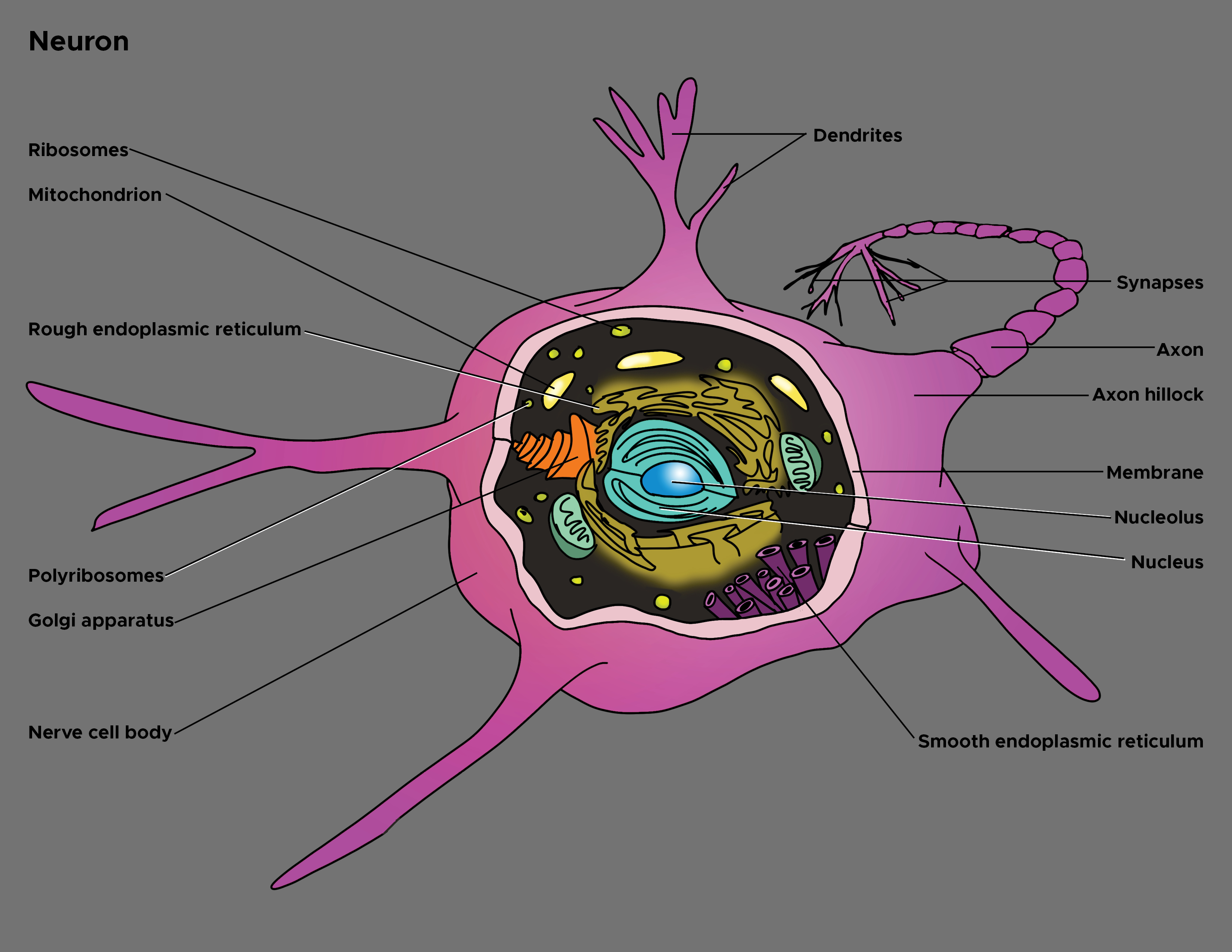 <p>Illustration of Axon</p>