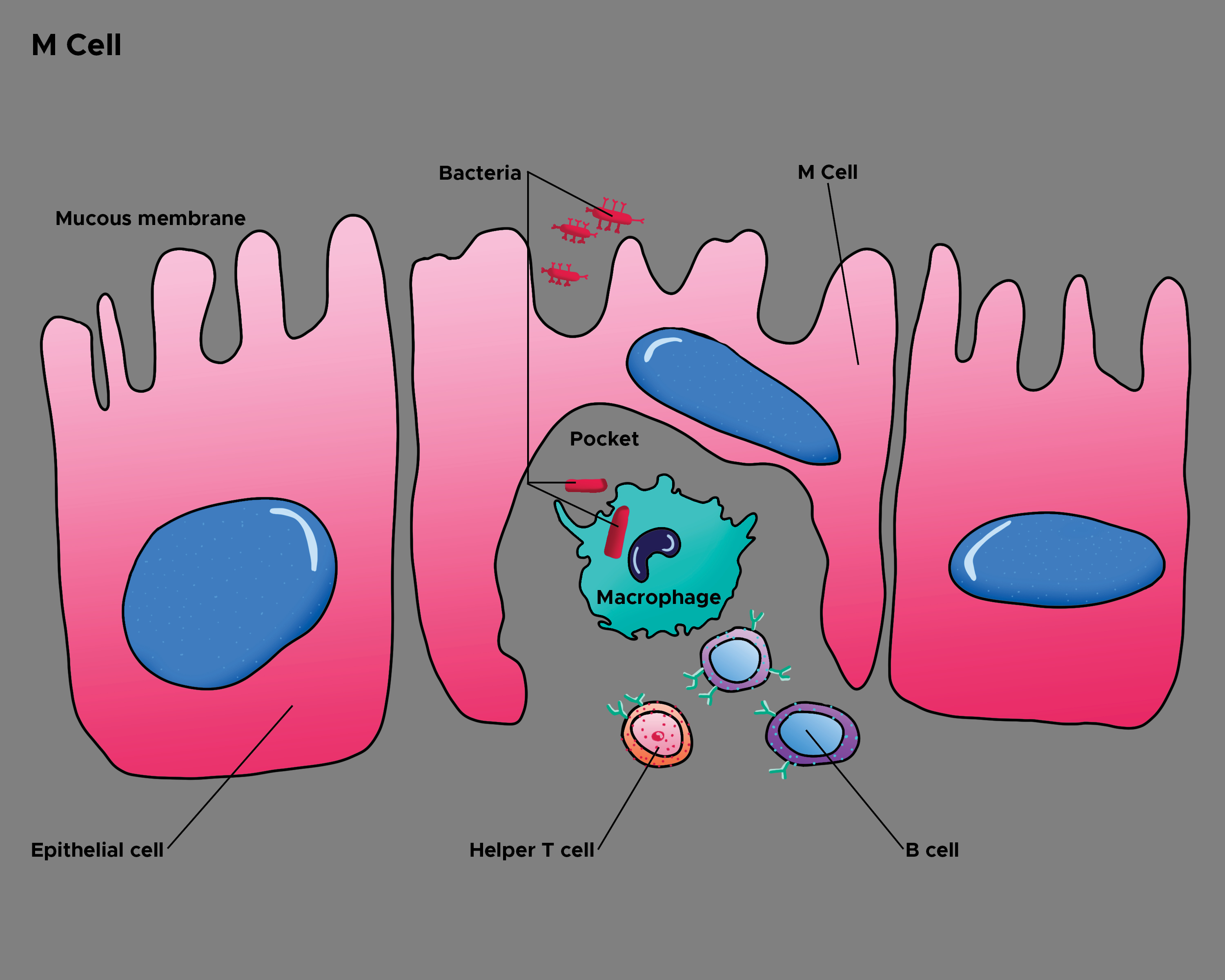 <p>Epithelial Cells and M Cells. This illustration depicts macrophages, helper T cells, mucous membranes, and bacteria.</p>