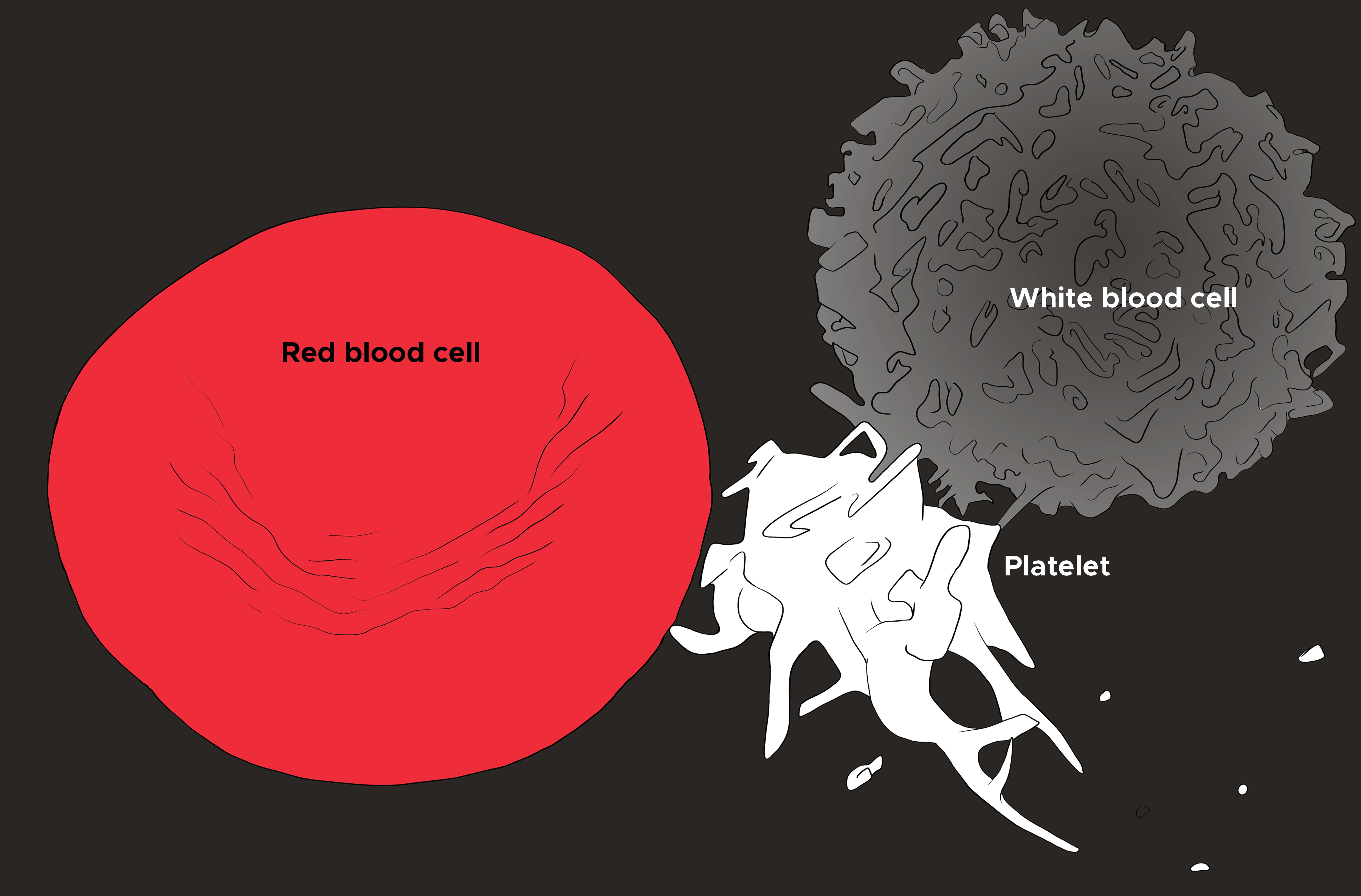 <p>Red Blood Cell, Platelet, and White Blood Cell