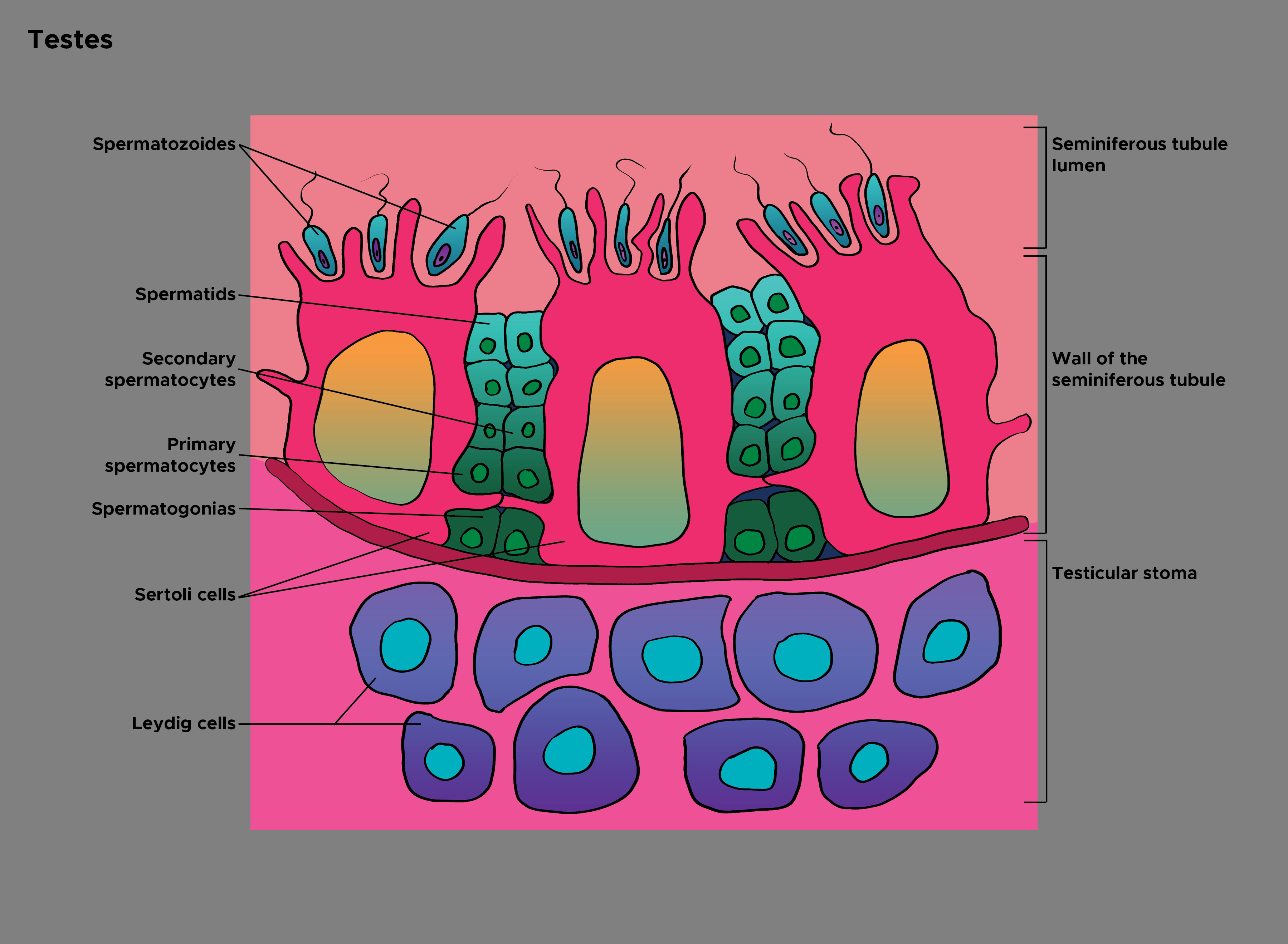 <p>Histology of the Testes