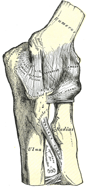 <p>Left Elbow Joint, Anterior and Internal Ligaments