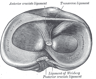 <p>Head of the Right Tibia