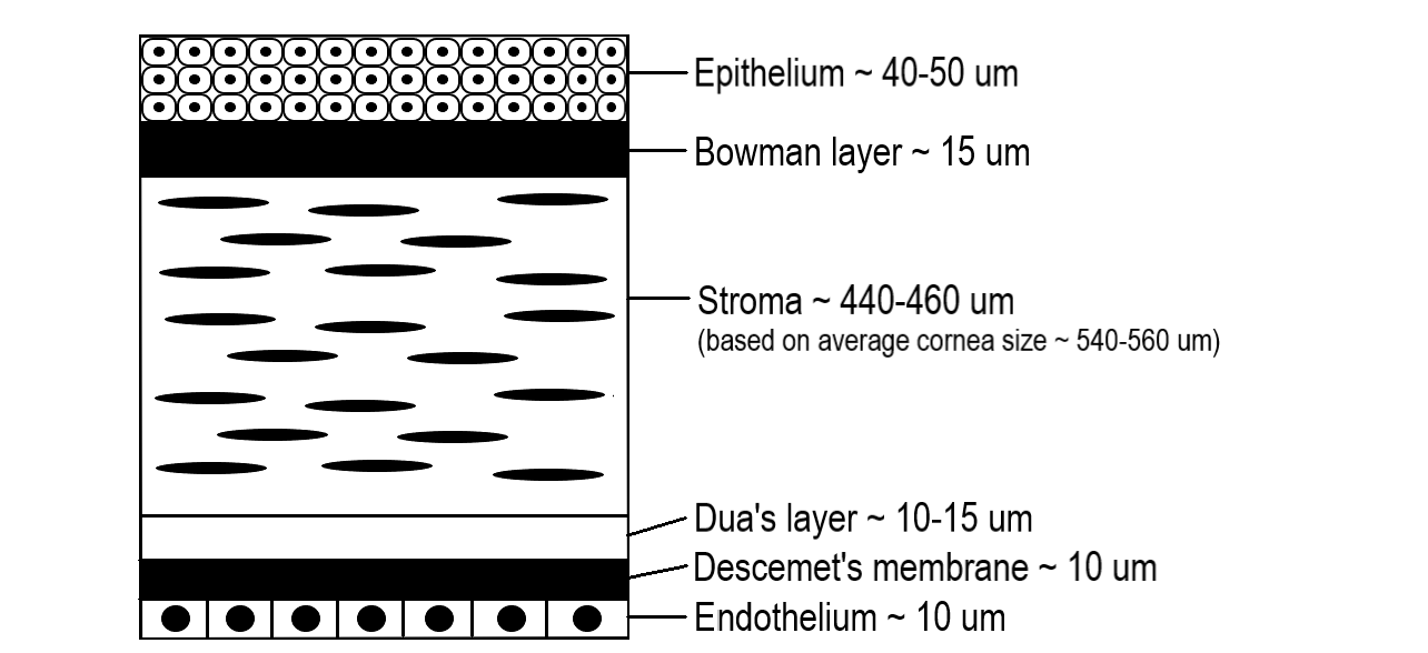 Layers of the Cornea