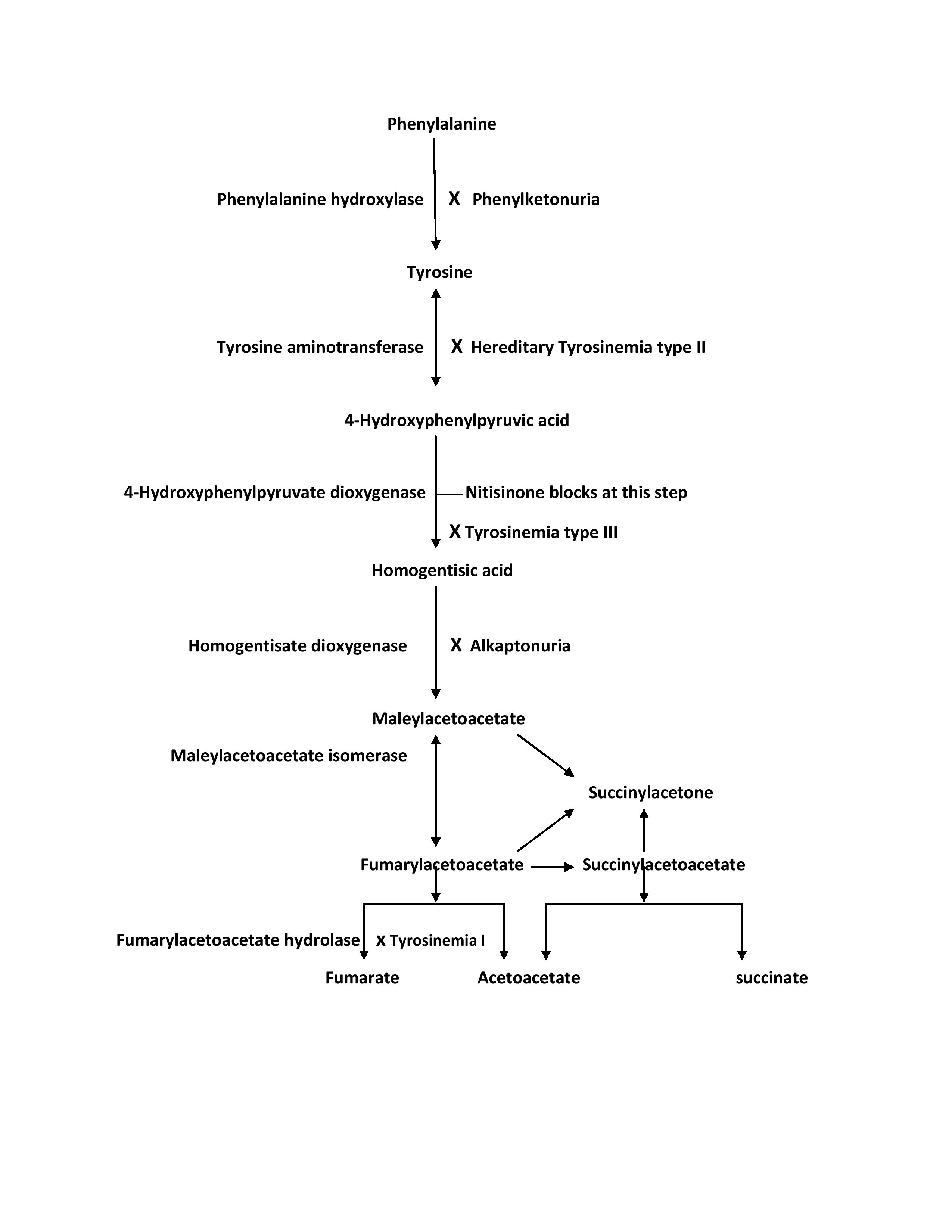 <p>Tyrosine Metabolism Pathway</p>