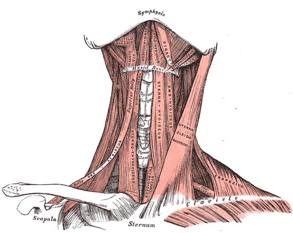 Supra and Infrahyoid muscles, Hyoid Bone, Clavicle, Styloglossus, Hyoglossus, Geniohyoideus, Mylohyoideus, Digastricus, Stylohyoideus, Omohyoideus, Sternothyroideus, Sternohyoideus, OmoHyoideus, Sternocleidomastoideus, Trapezius, OmoHyoideus   