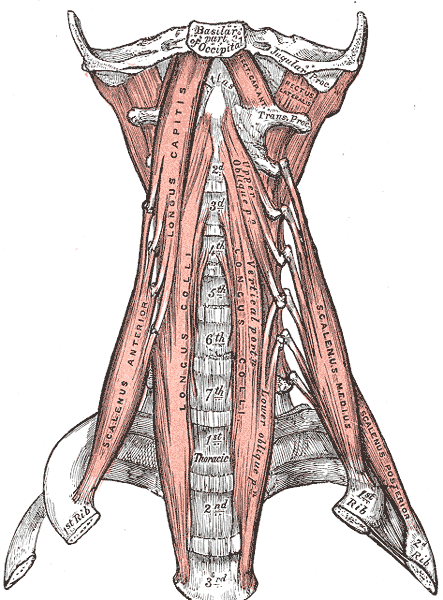 <p>Anterior Muscles of the Neck