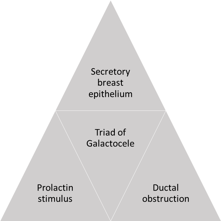 <p>Triad of Secretory Breast Epithelium