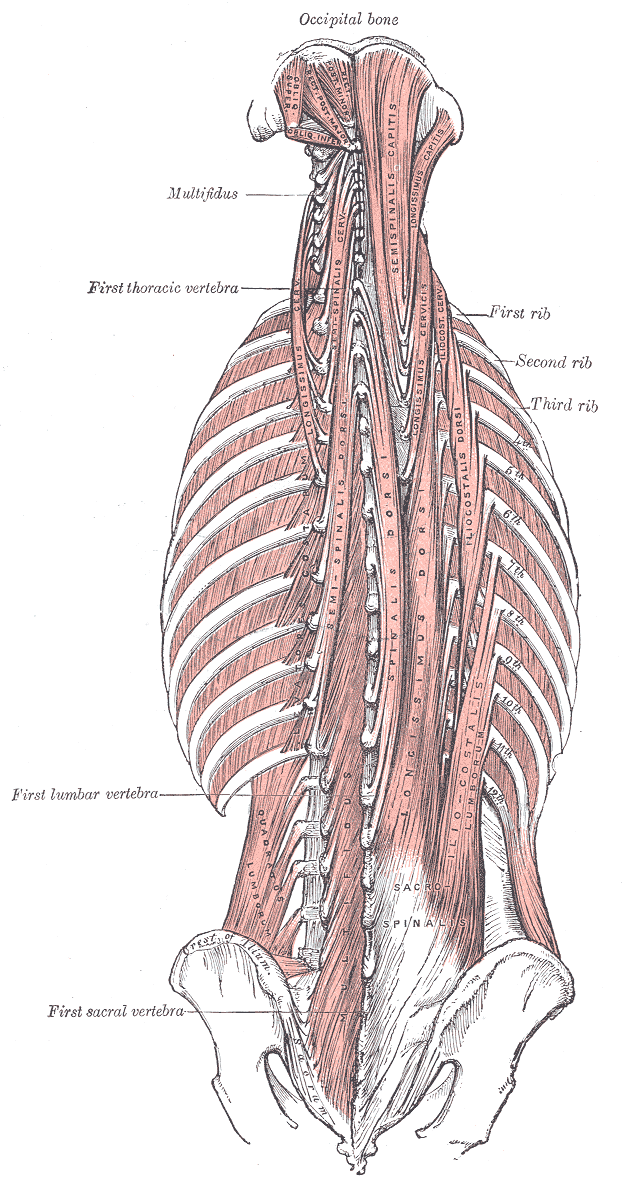 <p>Anatomy of the Back Muscles