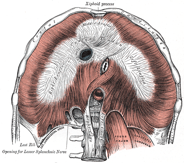 <p>Diaphragm Central Tendon