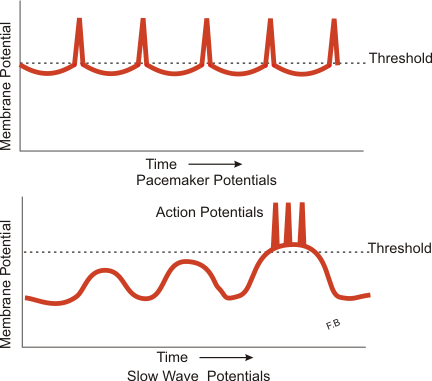 <p>Slow Wave and Pacemaker Potentials in Smooth Muscle