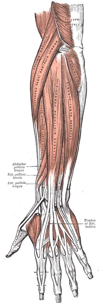 <p>Forearm Extensor Muscles and Tendons