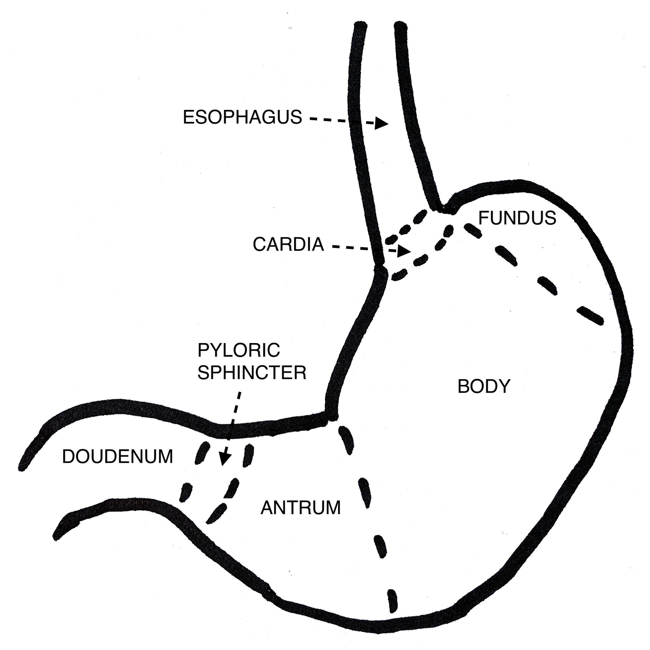 <p>Diagram of the Stomach. The diagram illustrates the cardia, fundus, body, antrum, and pyloric sphincter.</p>