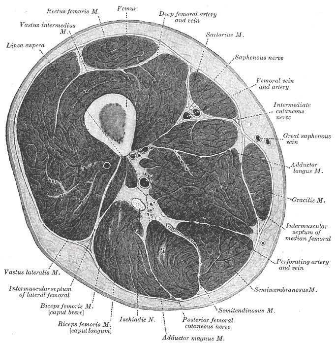 <p>Thigh Cross sectional Anatomy</p>