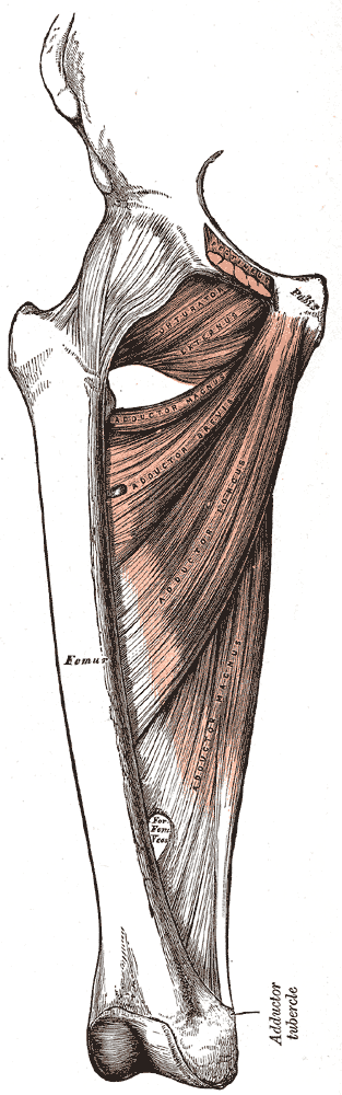 <p>Medial Compartment of the Thigh