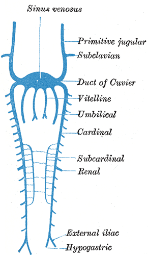 <p>azygos vein and hemiazygos vein, Embryology, Sinus venosus, Primitive jugular, Subclavian, Duct of Cuvier, Vitelline, Umbi