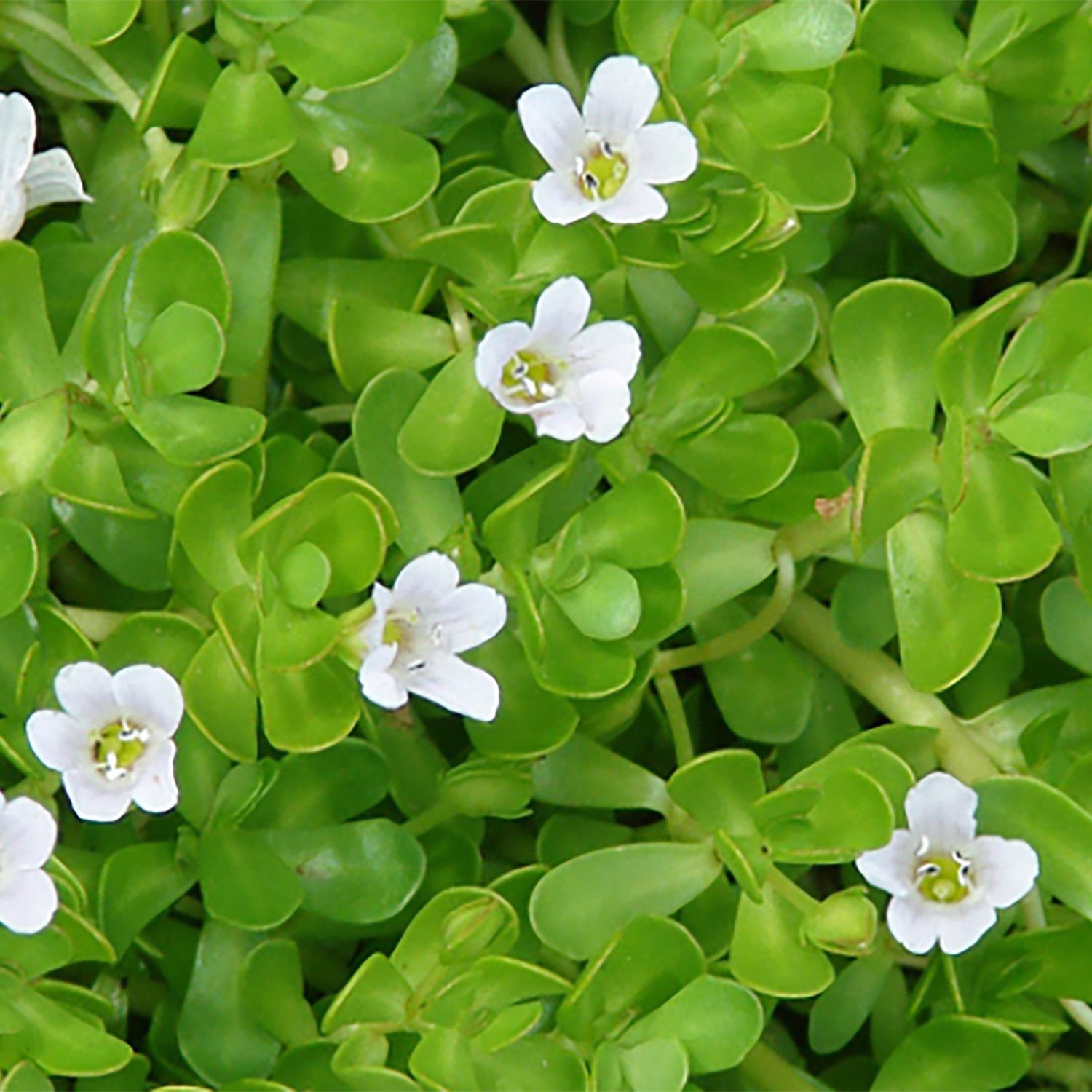 <p>Bacopa