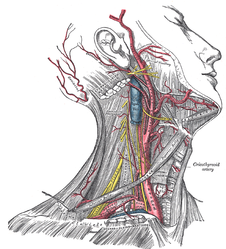 <p>Arteries of the Head and Neck, External Carotid, Internal Jugular Vein, External Maxillary,</p>