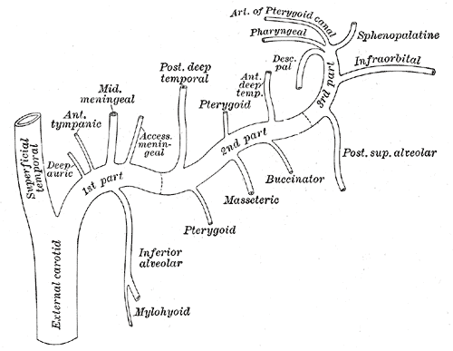 <p>Plan of Maxillary Artery Branches