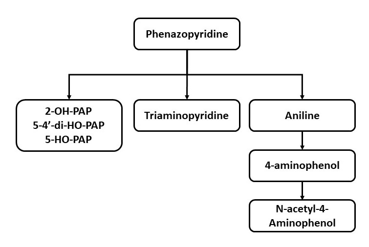 <p>Phenazopyridine Metabolism</p>