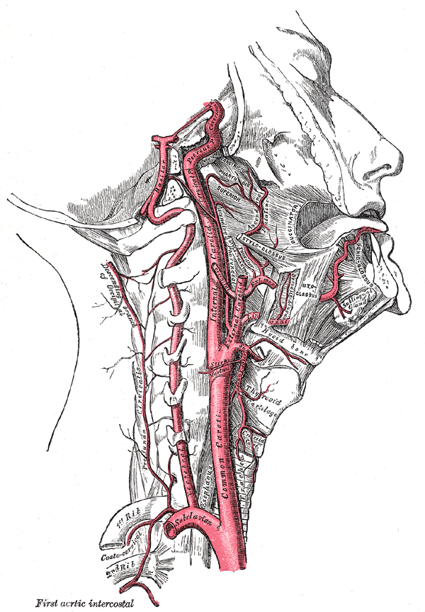 <p>Right Carotid and Vertebral Arteries. Lateral view of the right carotid and vertebral arteries and their branches.</p>