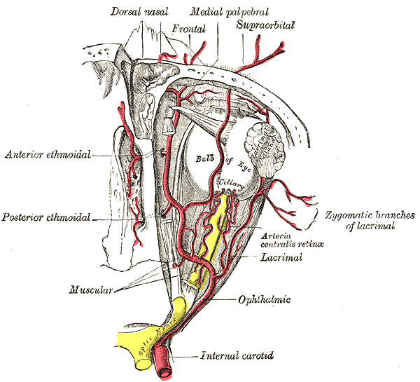 Arteries of the Eye, Ophthalmic Artery; Internal Carotid Artery