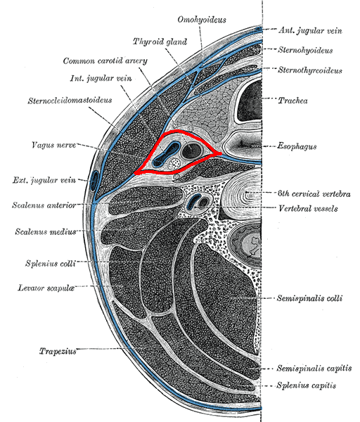 <p>Carotid Sheath. Illustrated image&nbsp;of the axial section of the neck showing carotid sheath.</p>