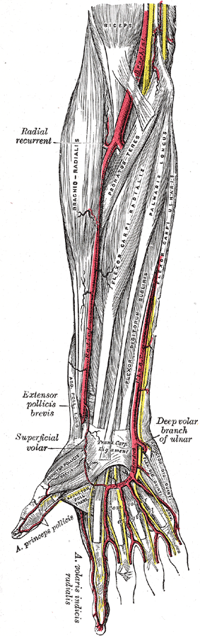 <p>Muscles and Arteries of the right forearm and hand, Biceps, Brachial Artery, Racial recurrent, Brachioradialis, Pronator teres, Flexor carpi radialis, Palmaris longus, Flexor digitorum sublimis, Flexor carpis, Extensor pollicis brevis, Superficial volar, Abductor pollicis brevis, Adductor pollicis transversus, Abductor digiti quinti, Flexor digit quinti brevis, Yellow lines represent nerves