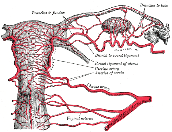 Uterine Artery and its branches, Vaginal Artery and its Branches, Branches to Fundus, Branches to tube, Arteries of cervix, Hypogastric Artery