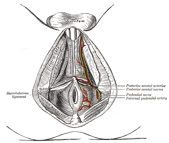 Perineal Arteries and Nerves, Male Perineum, Posterior Scrotal Arteries, Posterior Scrotal Nerve, Pudendal nerve, Internal Pudendal Artery 