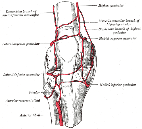 <p>Genicular Anastomosis