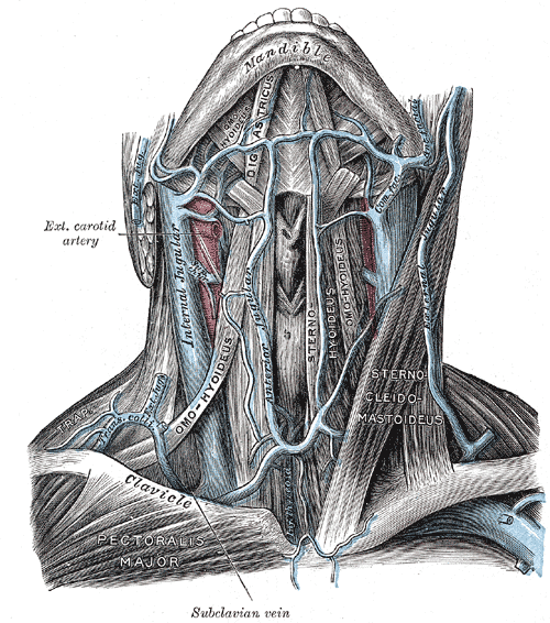 Veins of the Neck; Anterior View, Internal jugular vein, External jugular vein, Anterior Jugular vein, Common facial vei