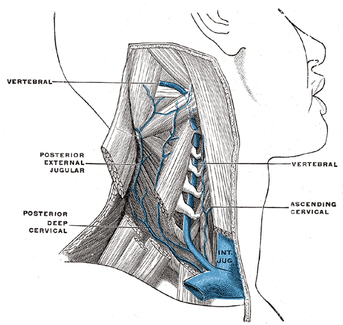 <p>Internal Jugular vein and its Branches; In the Neck, Posterior External Jugular, Posterior Deep Cervical, Vertebral, Ascen